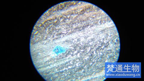 生物膜去除服務